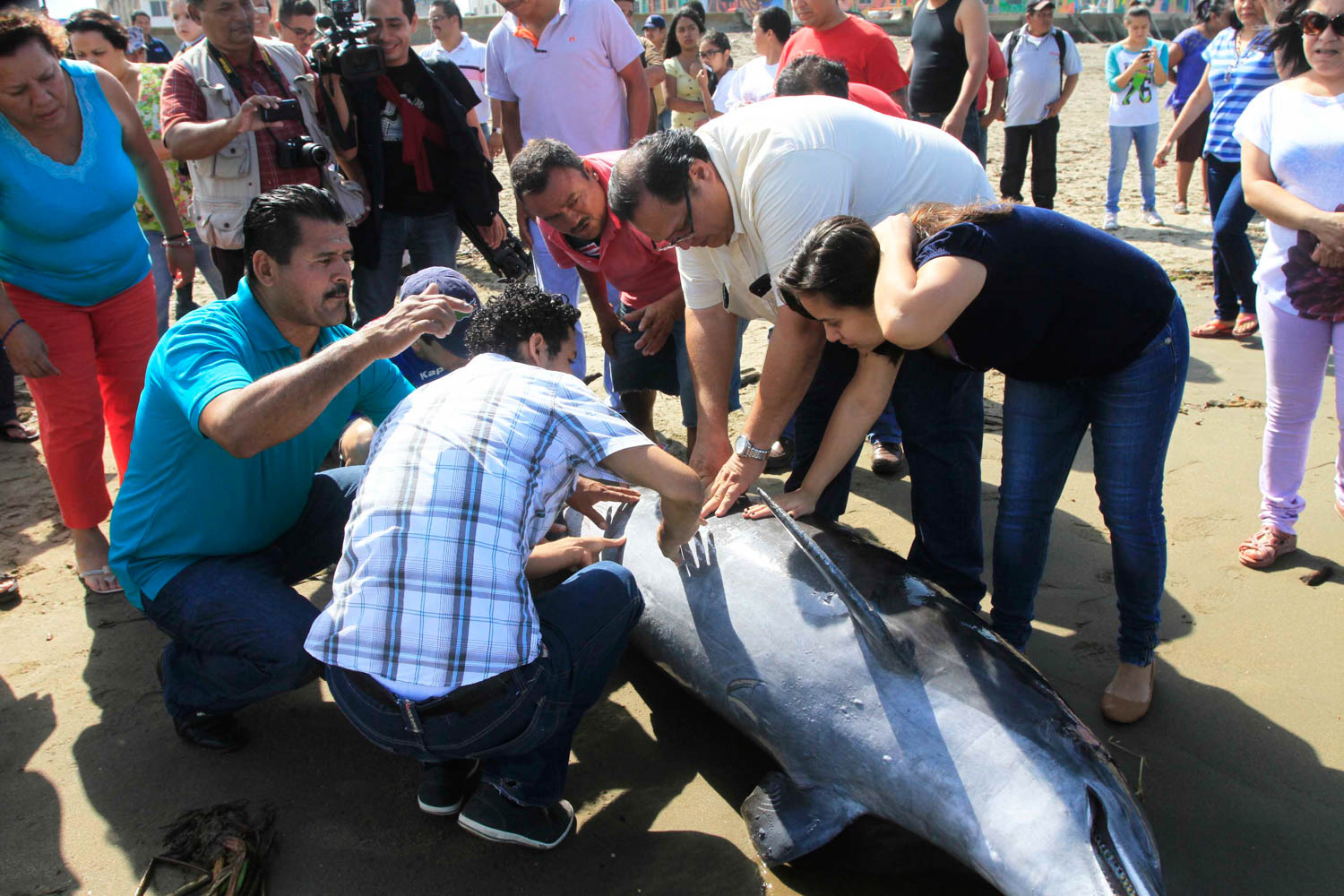 Delfin en playas de Coatzacoalcos