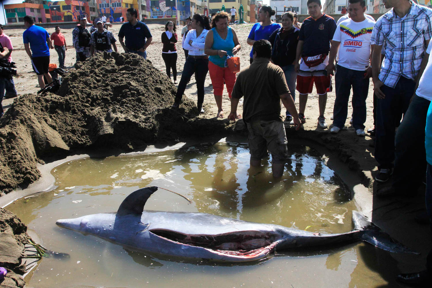 Delfin en playas de Coatzacoalcos