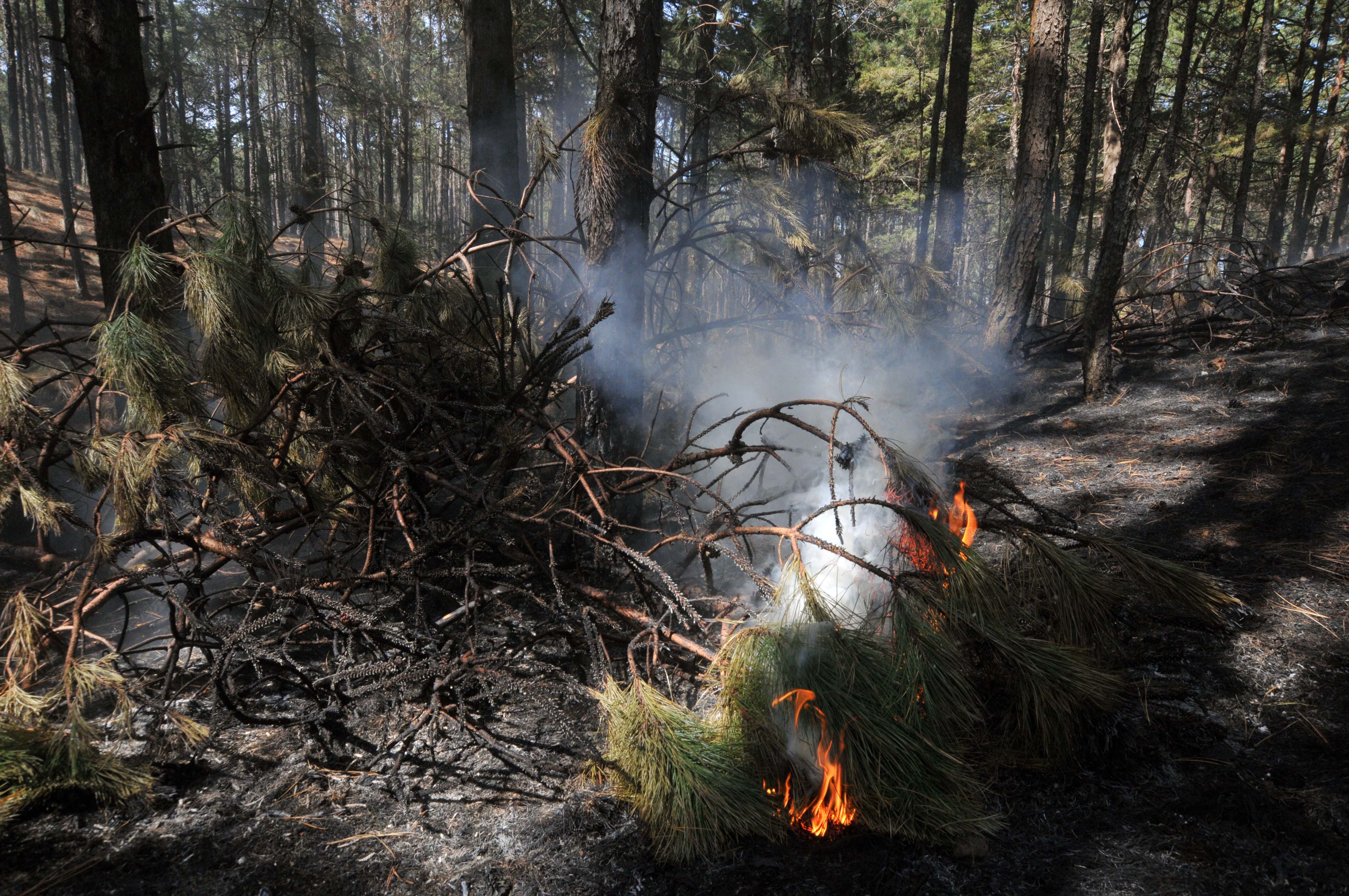 Incendio Forestal
