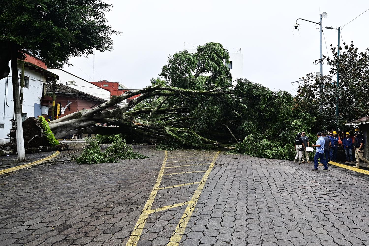 Cae enorme árbol en céntrica calle de Xalapa