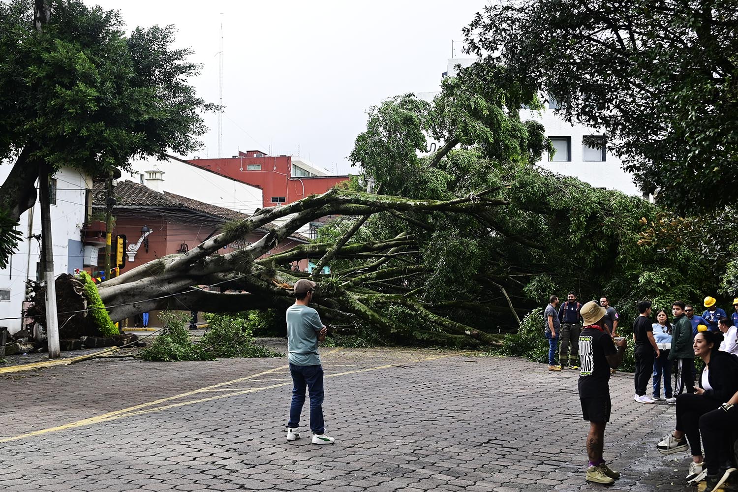 Cae enorme árbol en céntrica calle de Xalapa