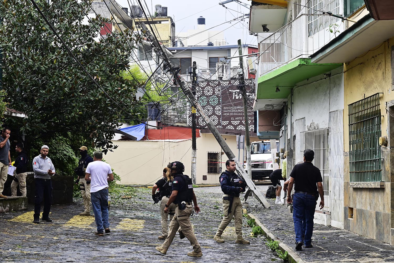 Cae enorme árbol en céntrica calle de Xalapa