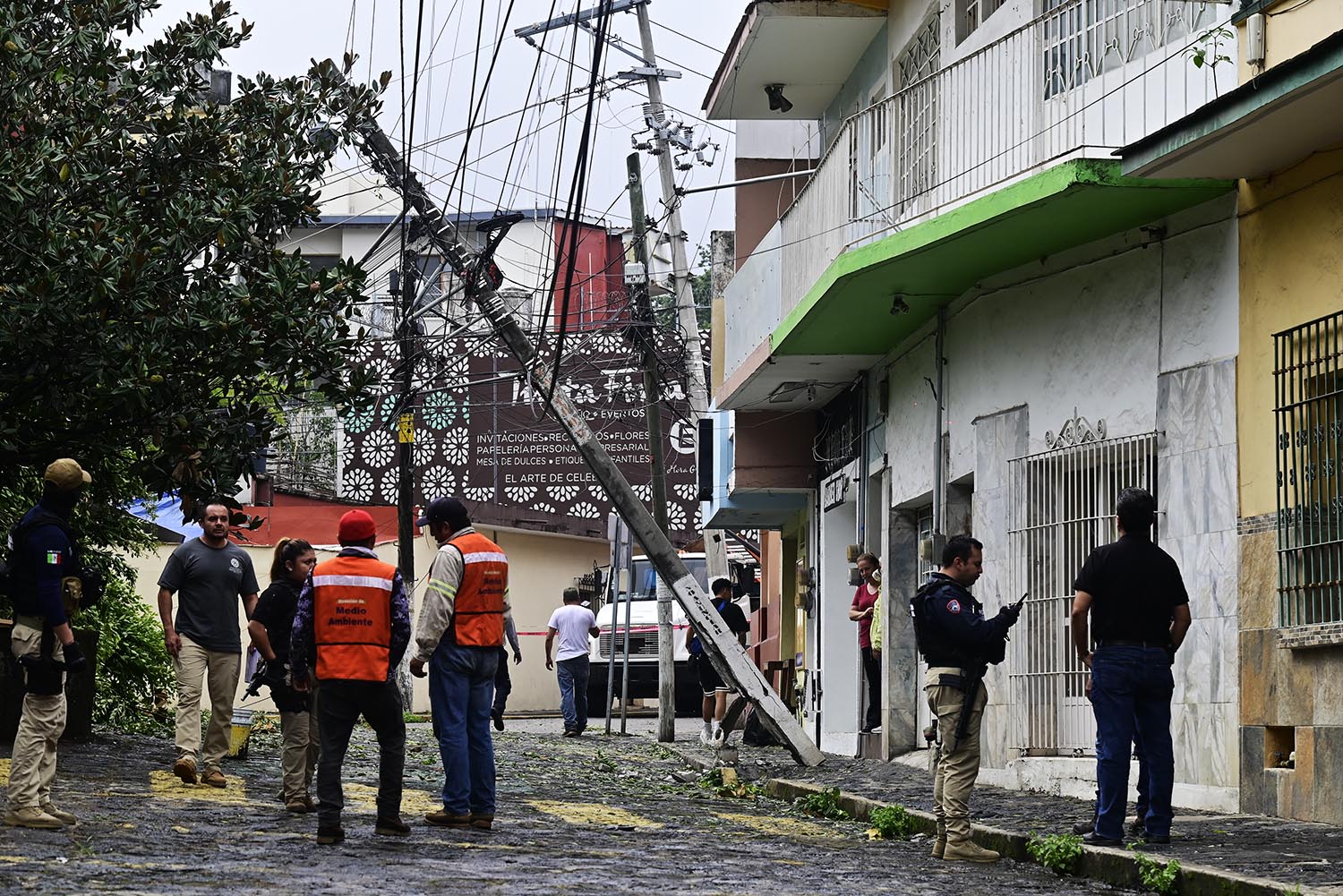 Cae enorme árbol en céntrica calle de Xalapa