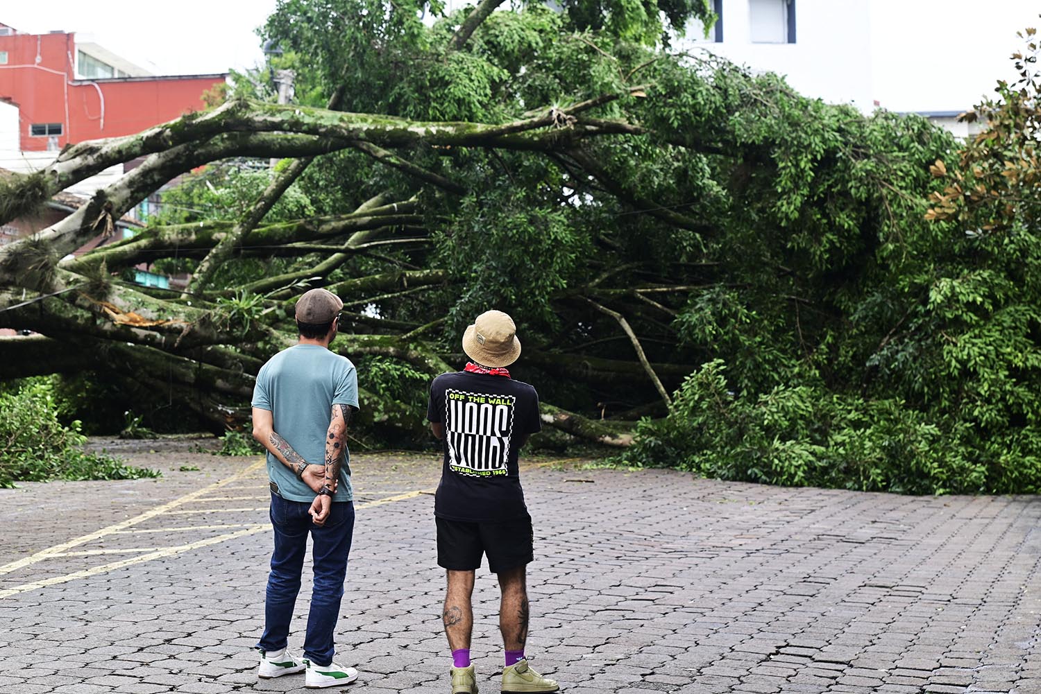 Cae enorme árbol en céntrica calle de Xalapa