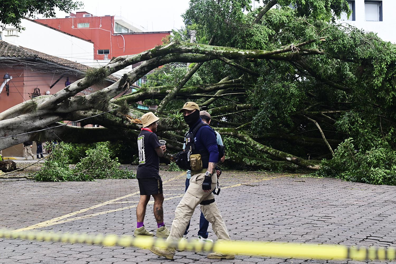 Cae enorme árbol en céntrica calle de Xalapa