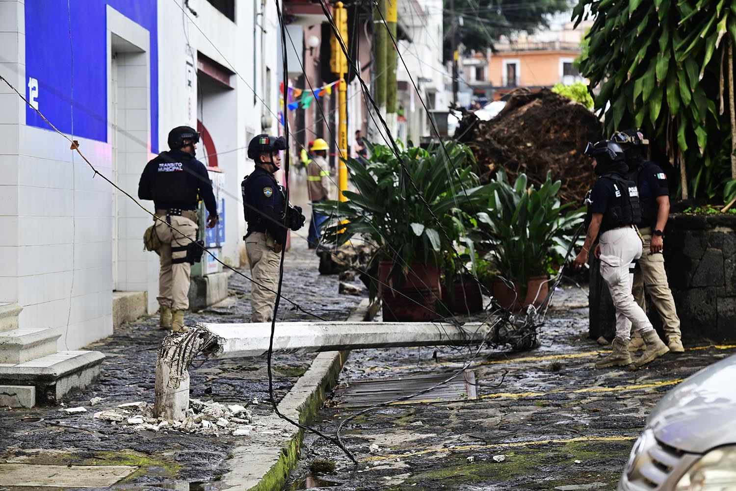 Cae enorme árbol en céntrica calle de Xalapa