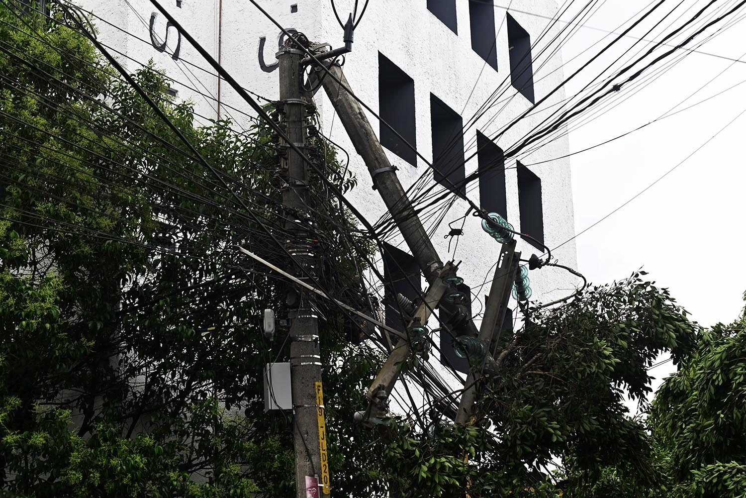 Cae enorme árbol en céntrica calle de Xalapa