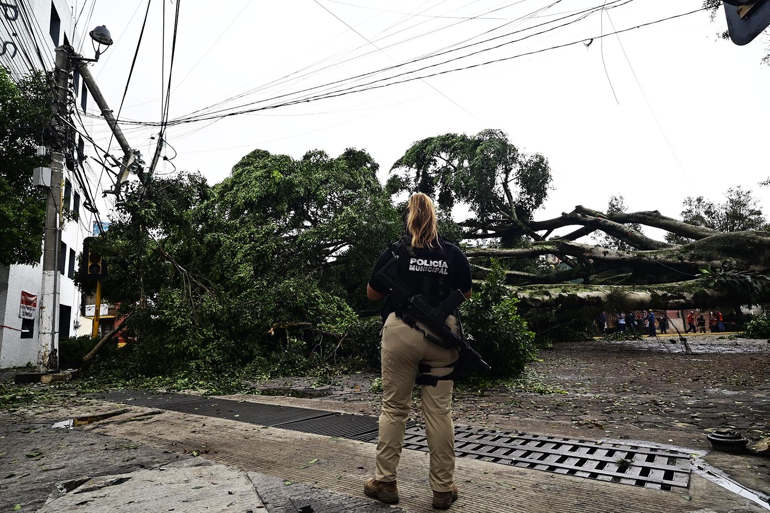 Cae enorme árbol en céntrica calle de Xalapa