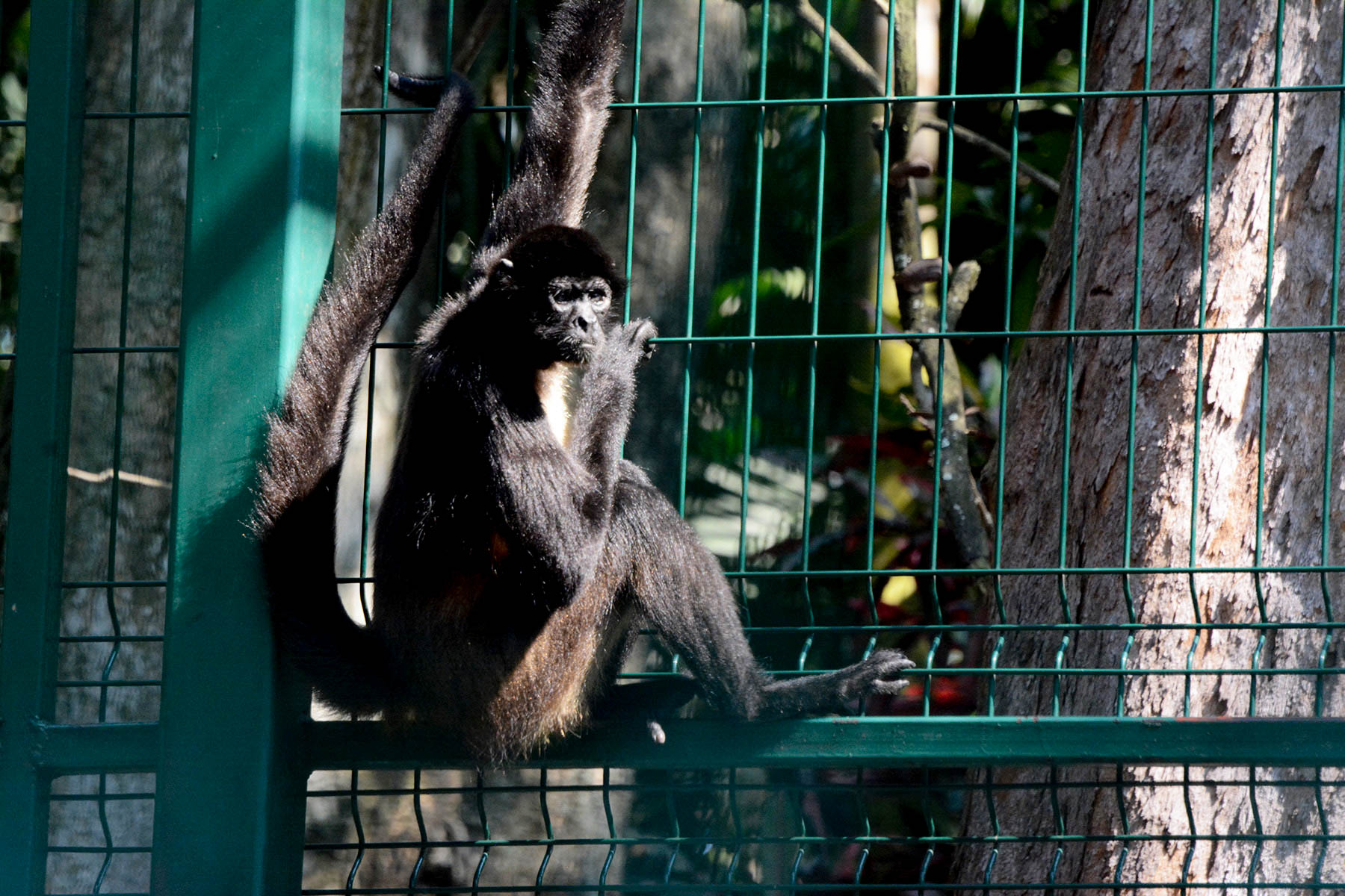 Zoológico en Veracruz