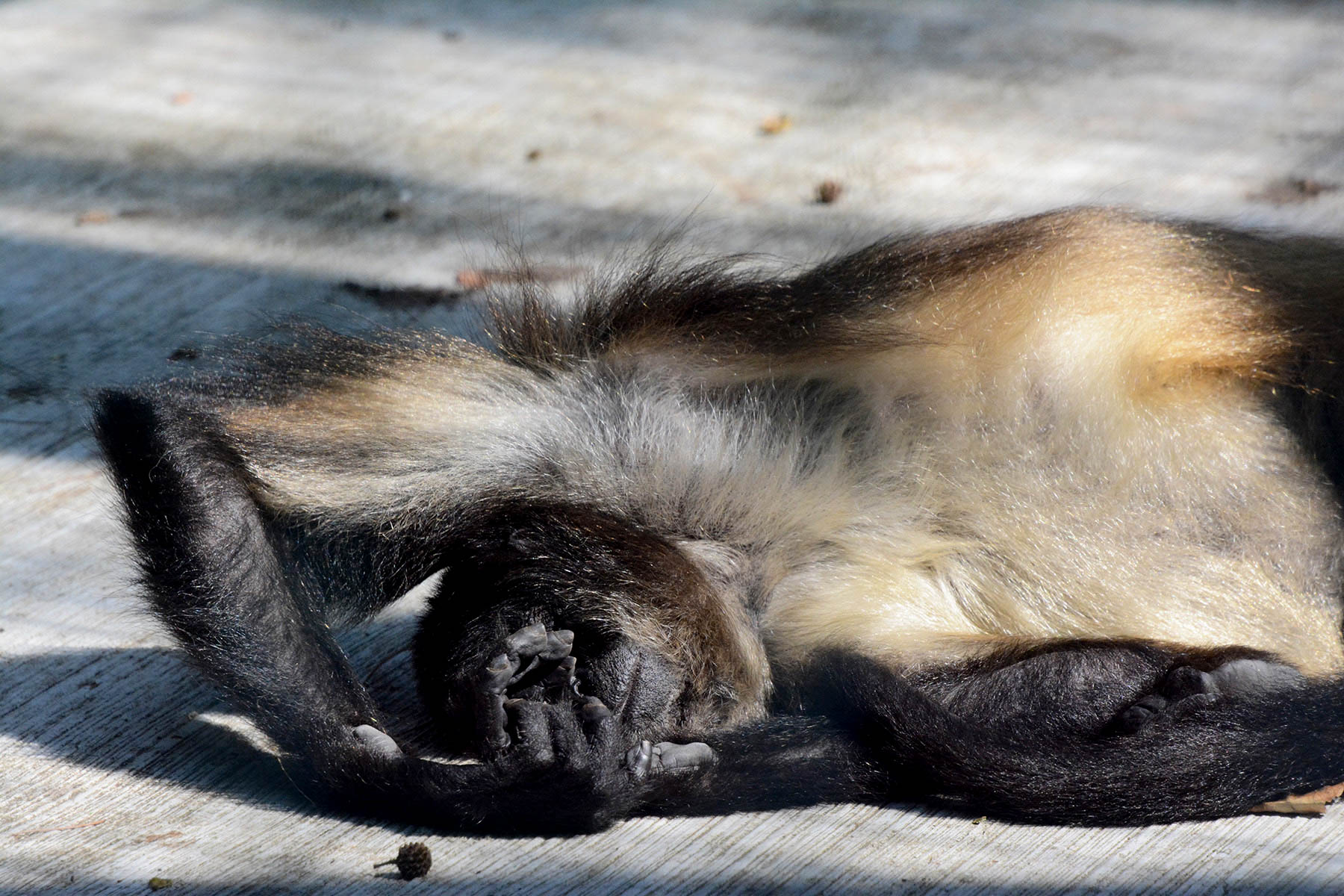 Zoológico en Veracruz