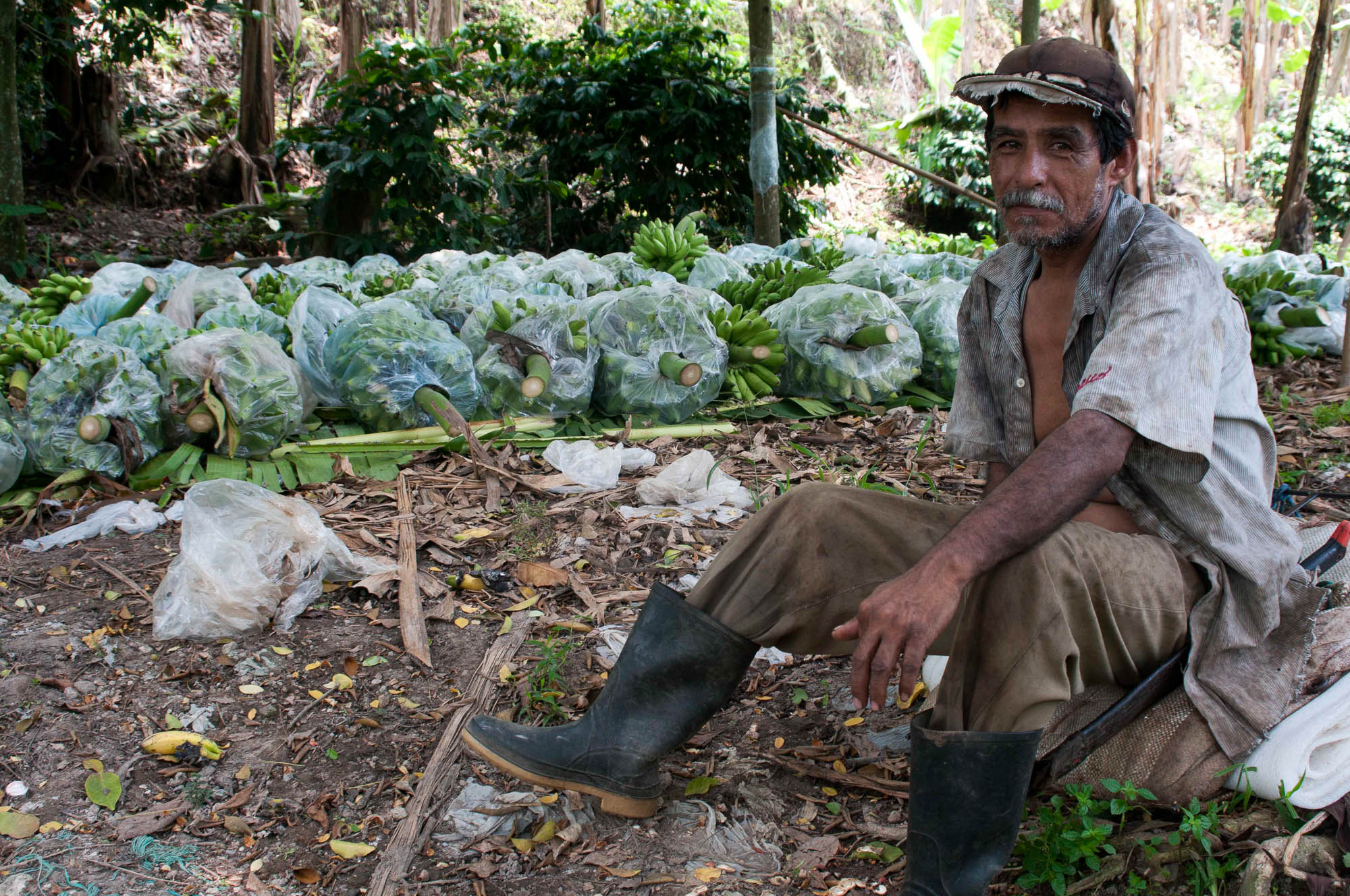 Campo Platanero en Veracruz al borde de la quiebra