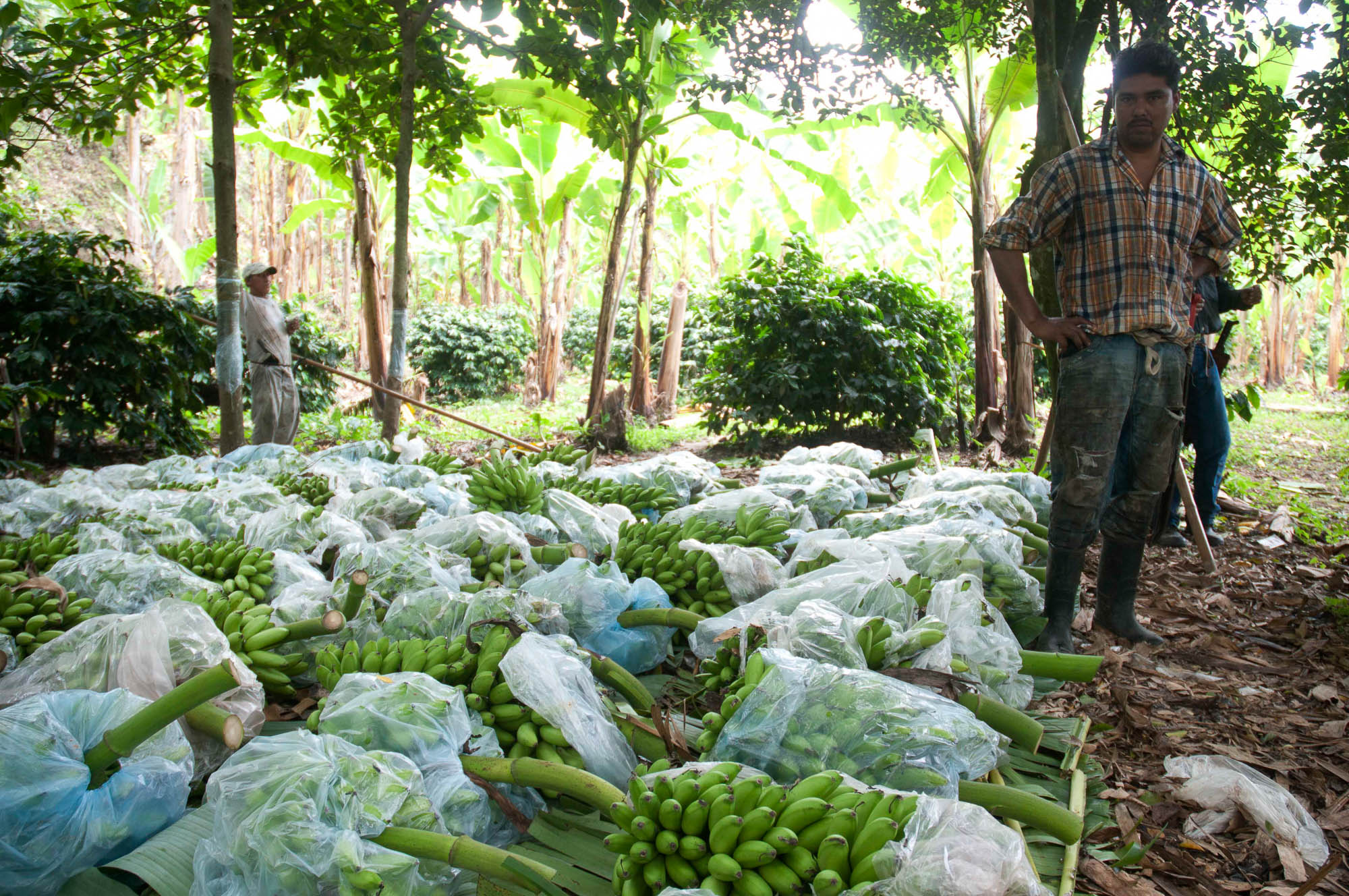 Campo Platanero en Veracruz al borde de la quiebra