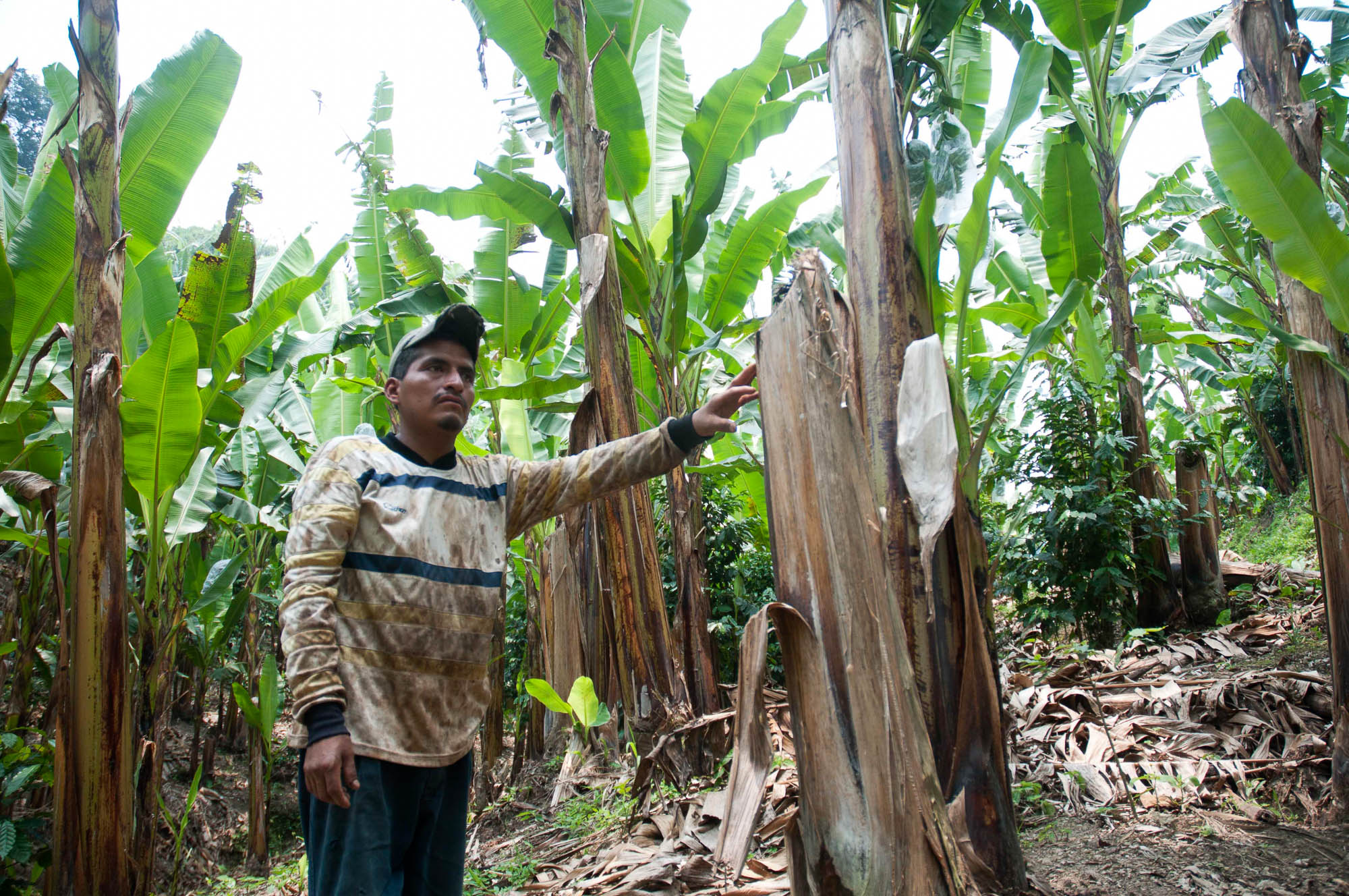 Campo Platanero en Veracruz al borde de la quiebra