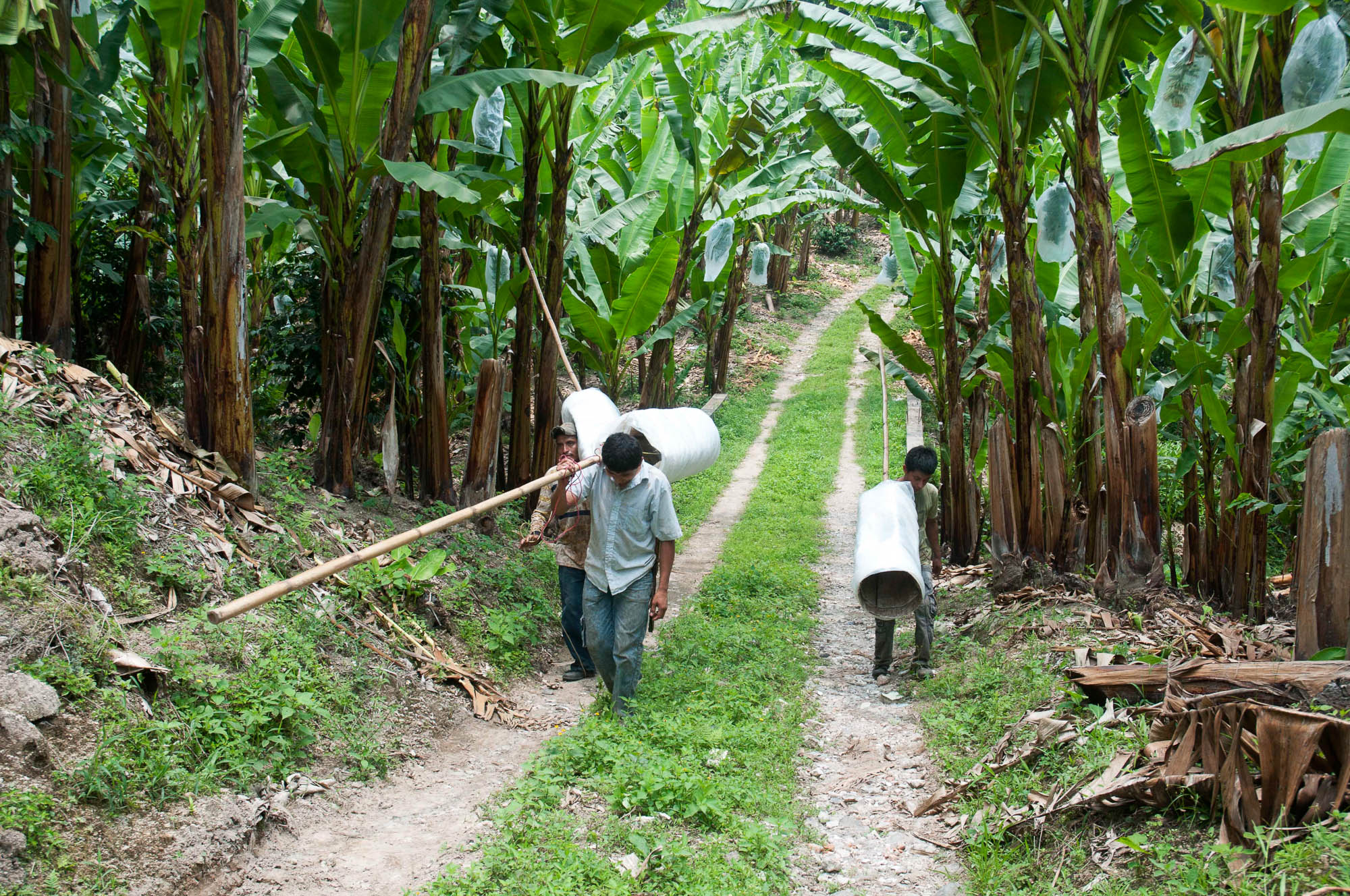 Campo Platanero en Veracruz al borde de la quiebra