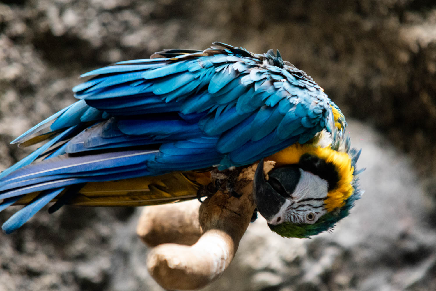 Ampliación y modernización posicionará al Acuario de Veracruz como el mejor en América Latina