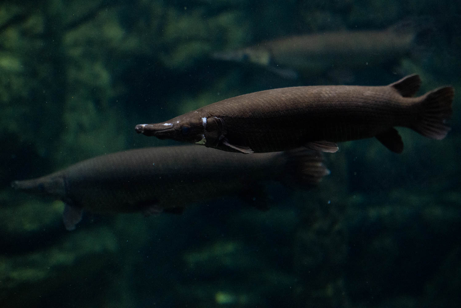 Ampliación y modernización posicionará al Acuario de Veracruz como el mejor en América Latina