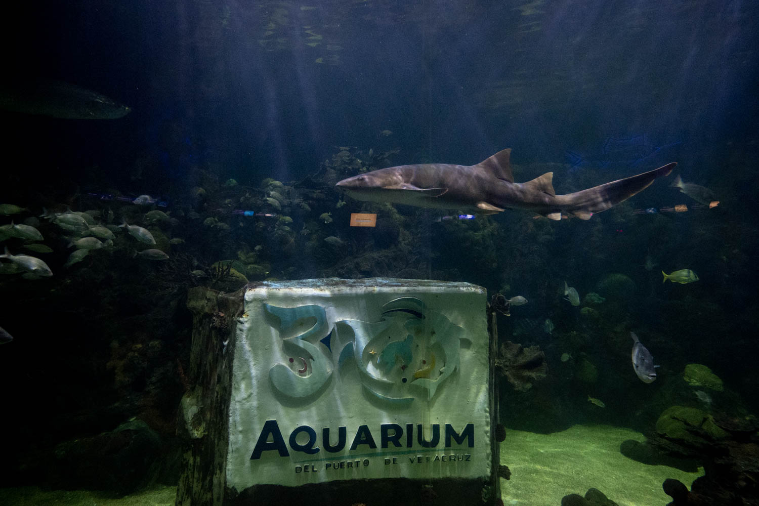 Ampliación y modernización posicionará al Acuario de Veracruz como el mejor en América Latina