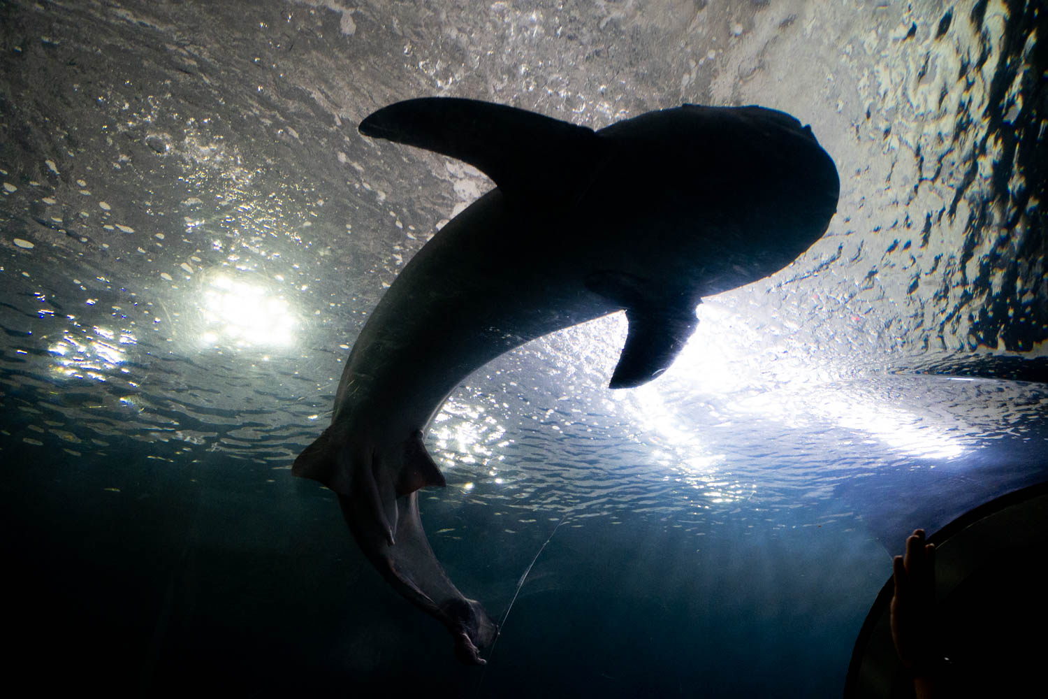 Ampliación y modernización posicionará al Acuario de Veracruz como el mejor en América Latina