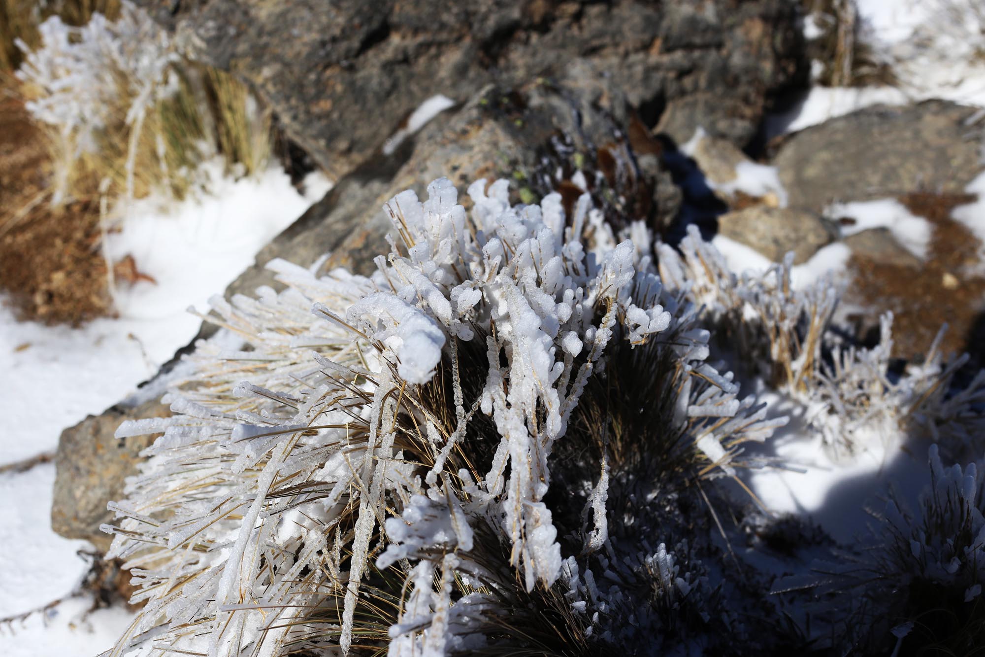 Se registra la cuarta nevada en el Cofre de Perote