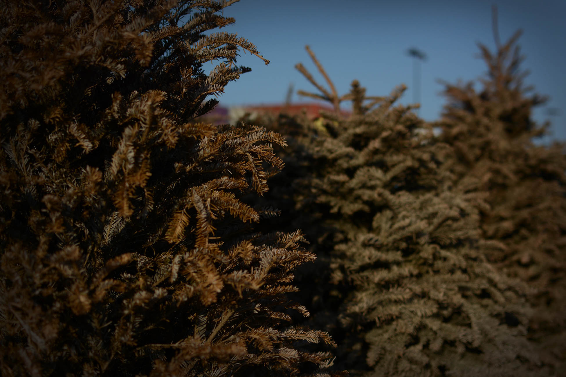 Reciclado de pinos de navidad