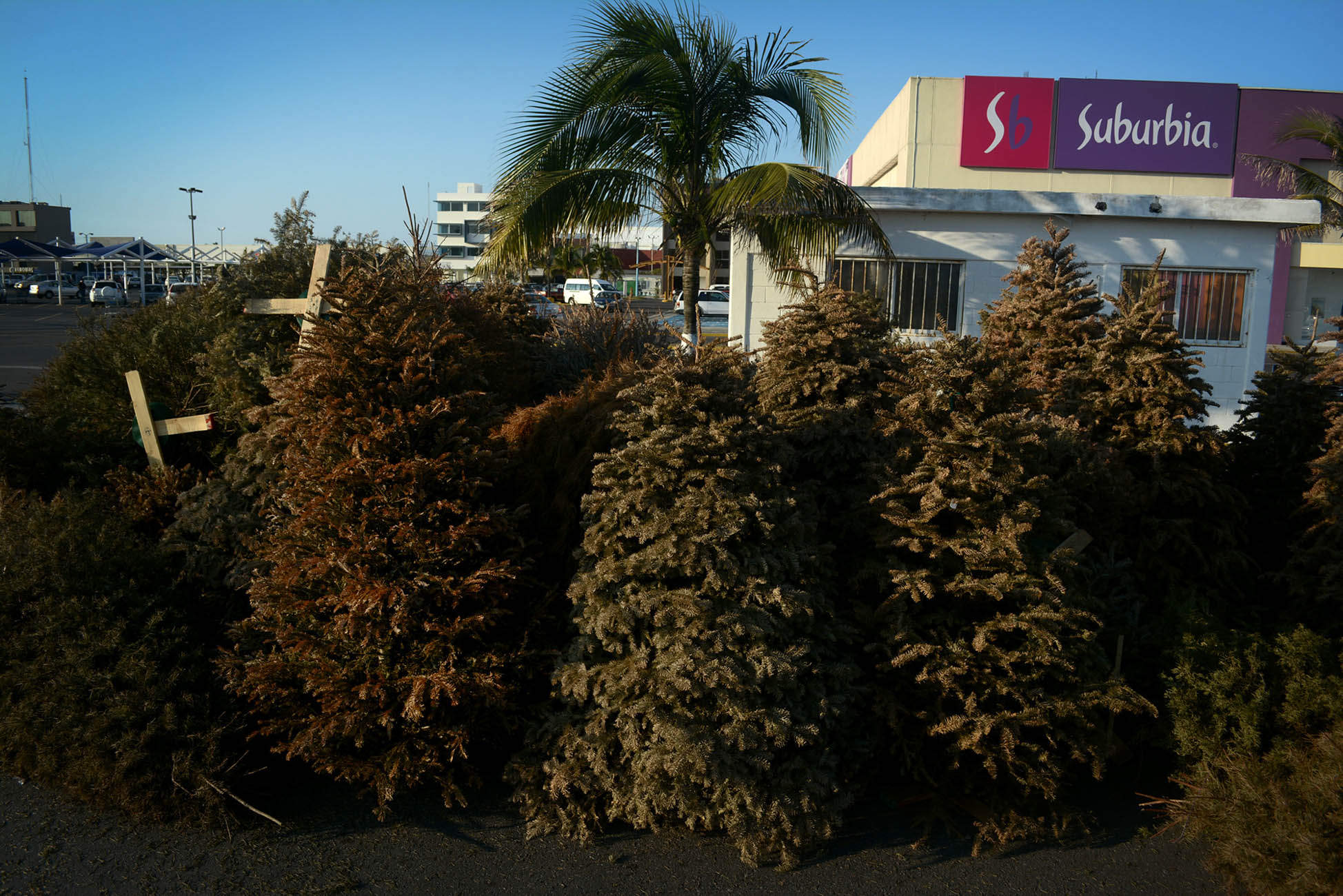 Reciclado de pinos de navidad