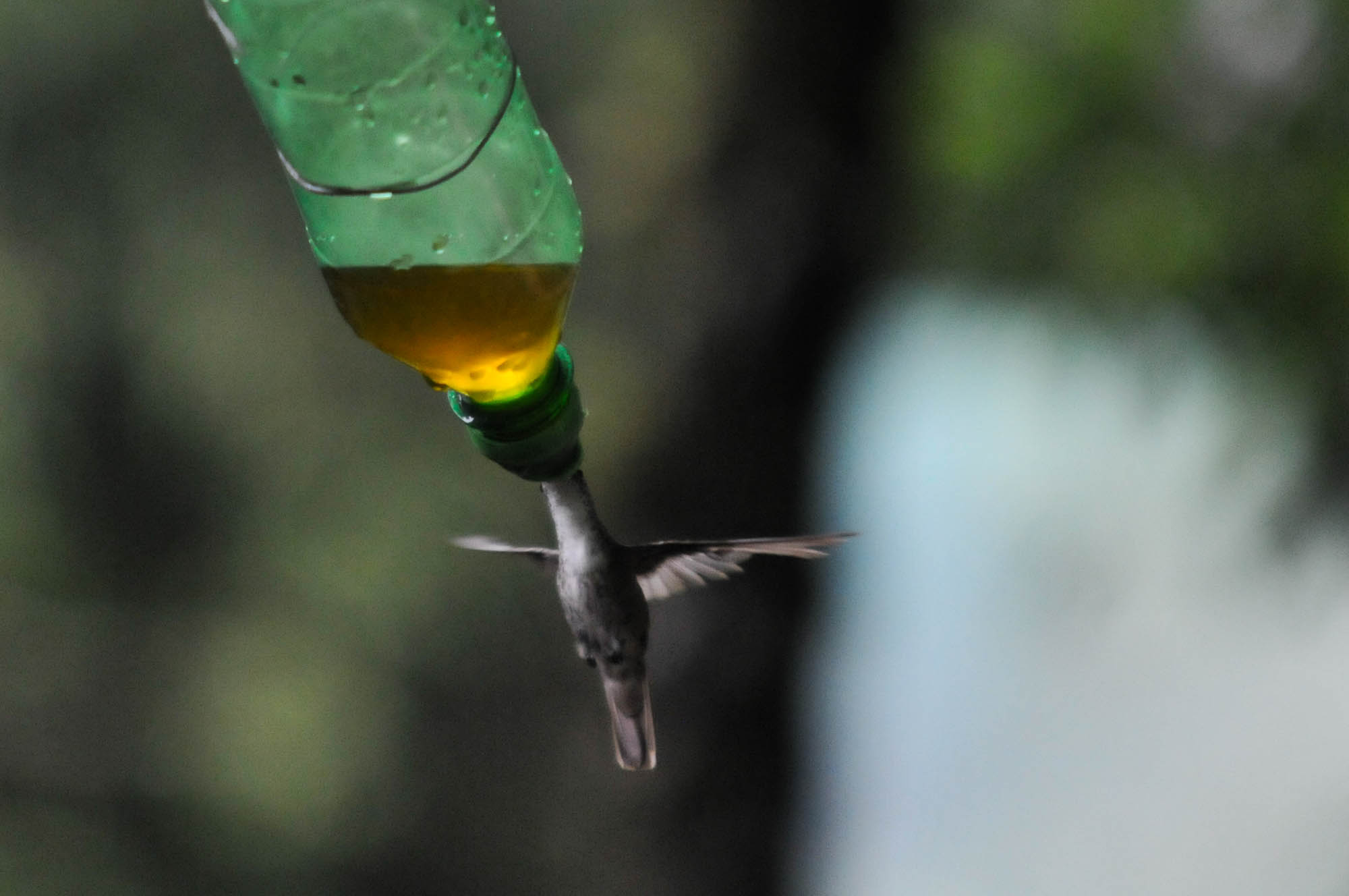 Colibrí