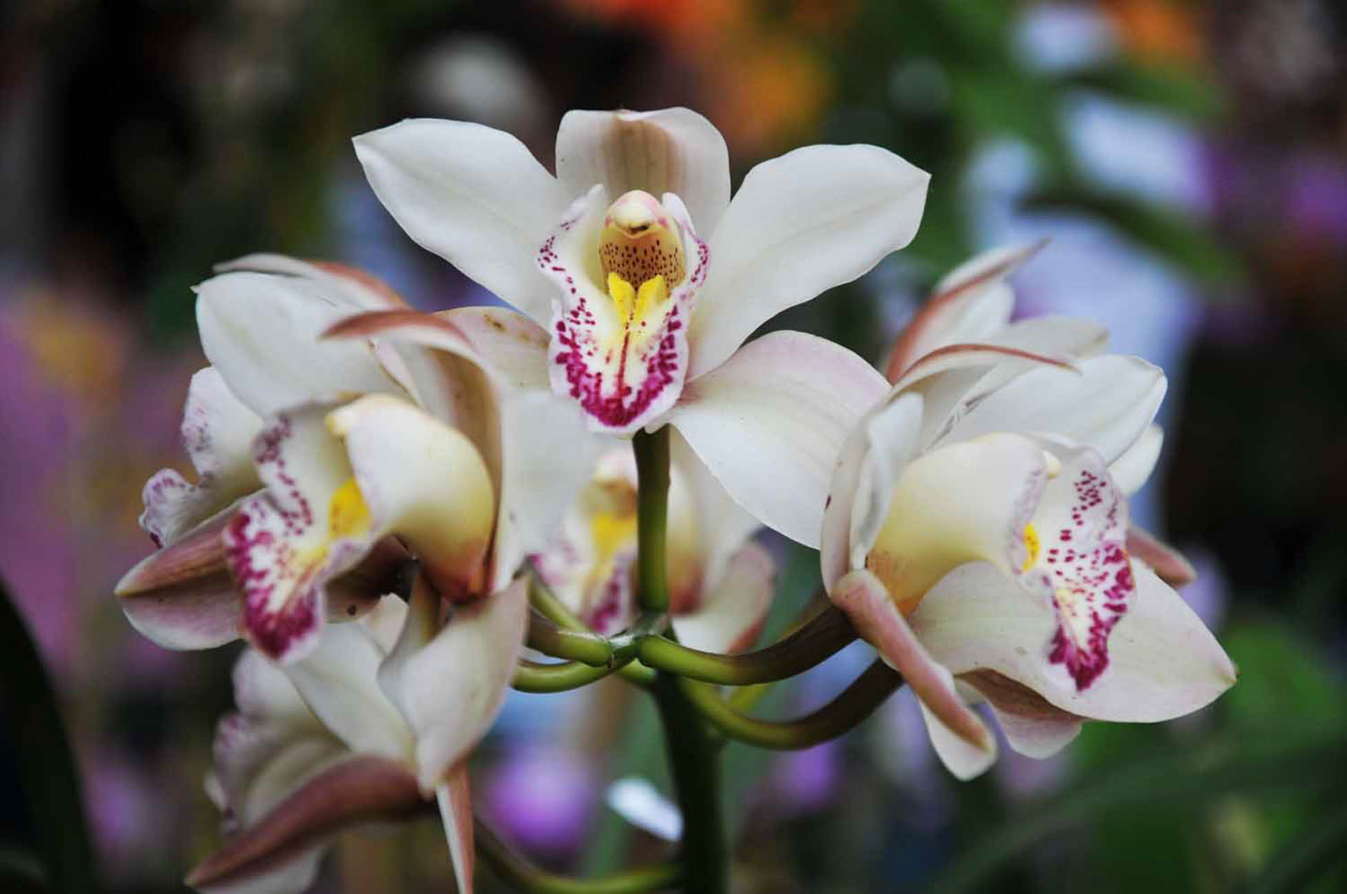 Flores Orquídeas