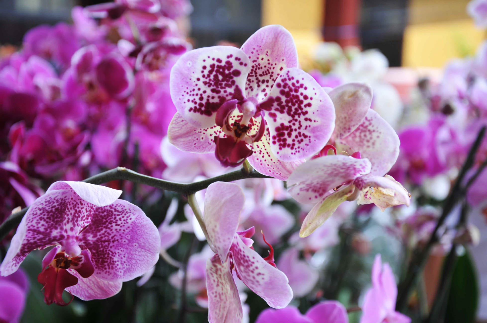 Flores Orquídeas