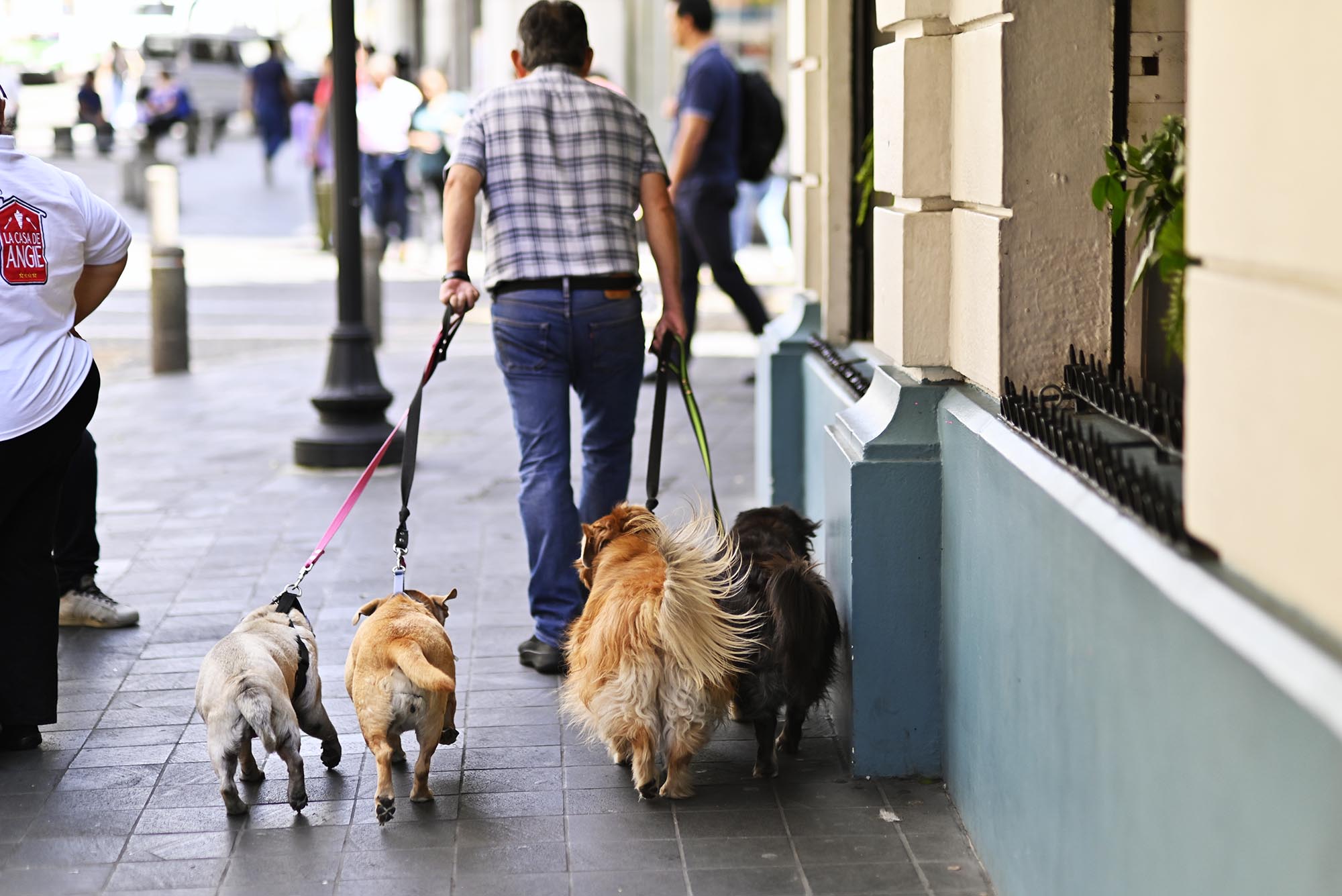 Paseador de perros