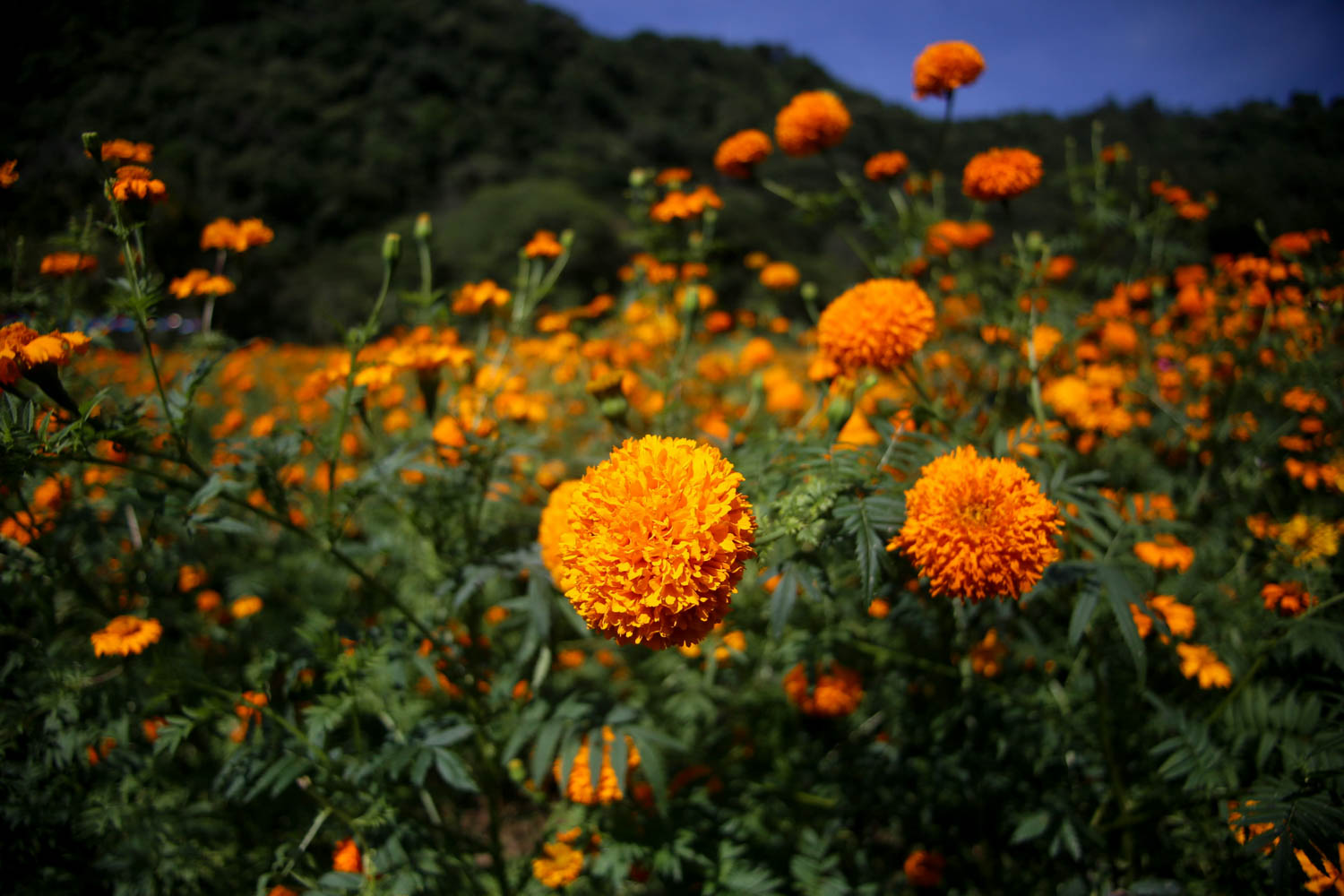 Festival de la flor de Cempasúchil