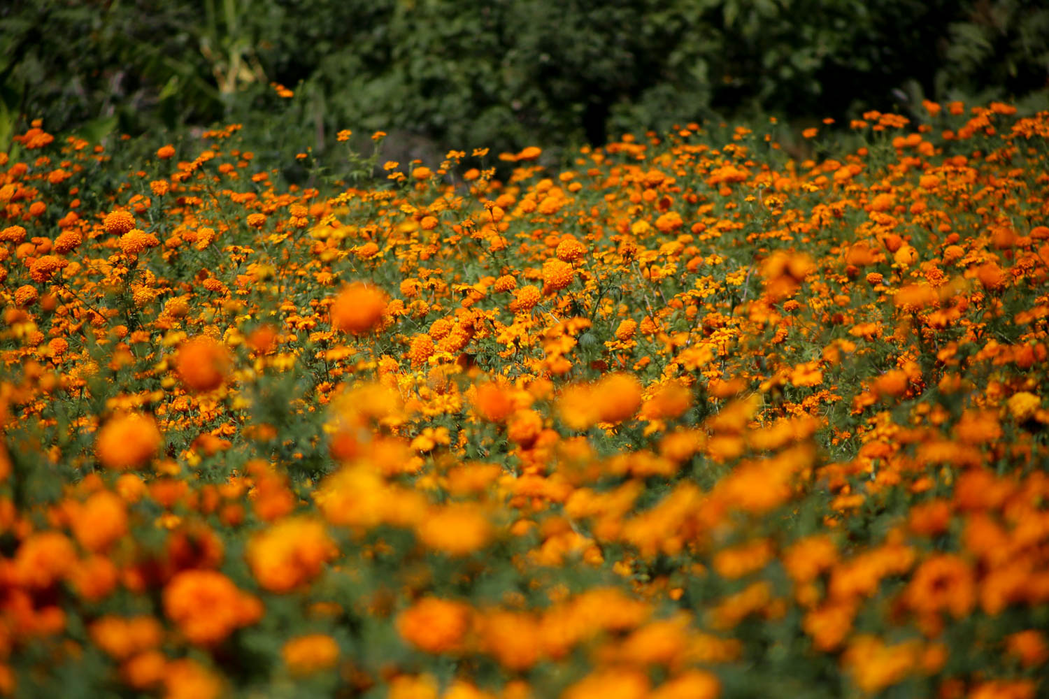 Festival de la flor de Cempasúchil