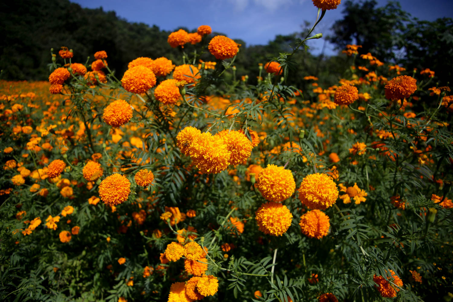 Festival de la flor de Cempasúchil