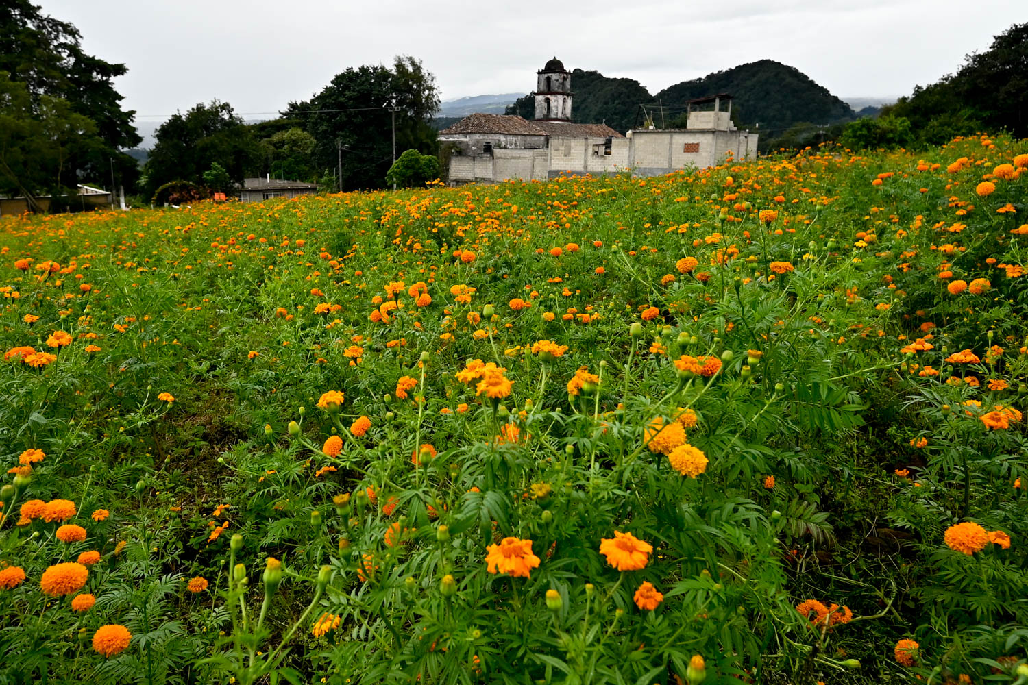 Festival de la flor de Cempasúchil