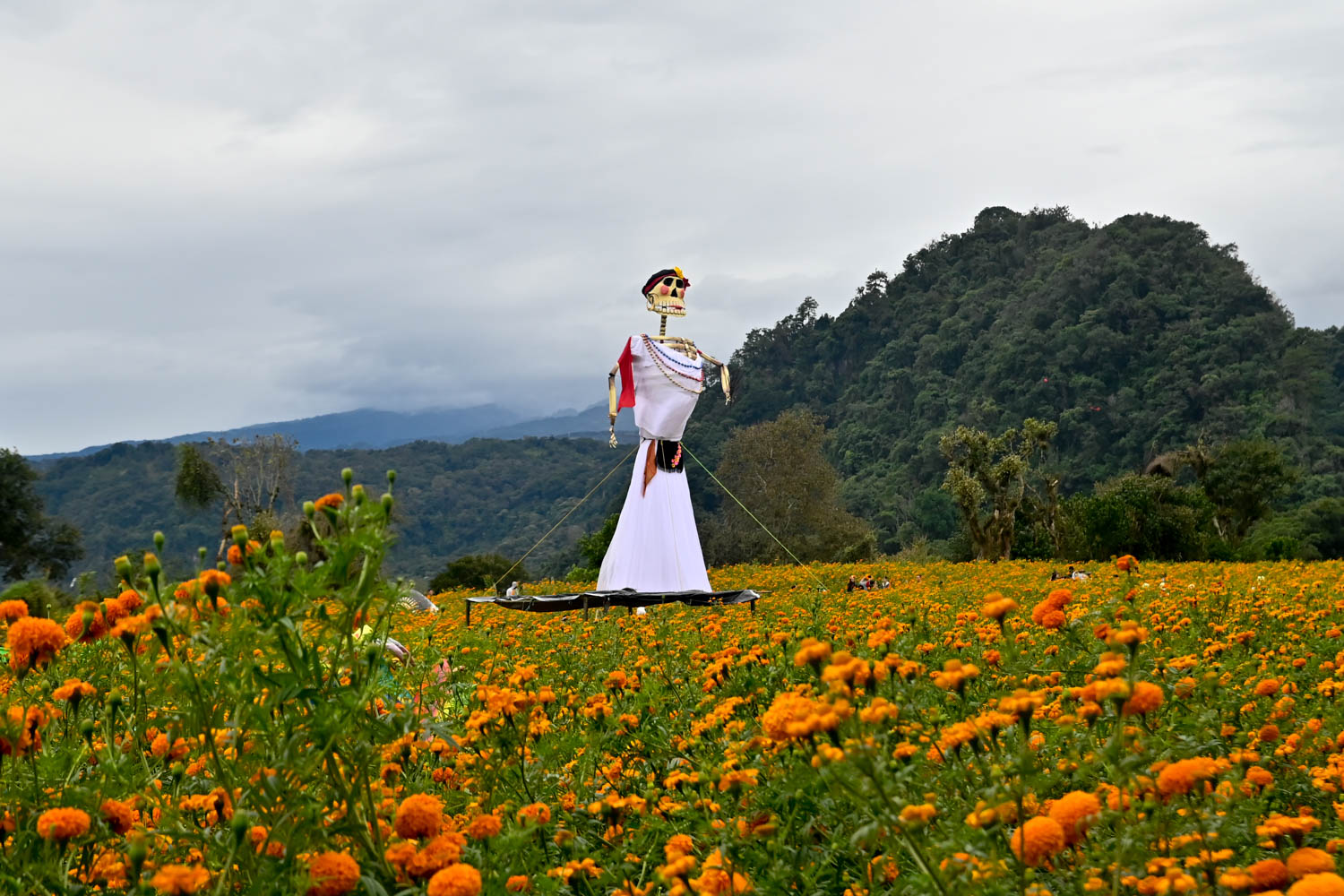 Festival de la flor de Cempasúchil