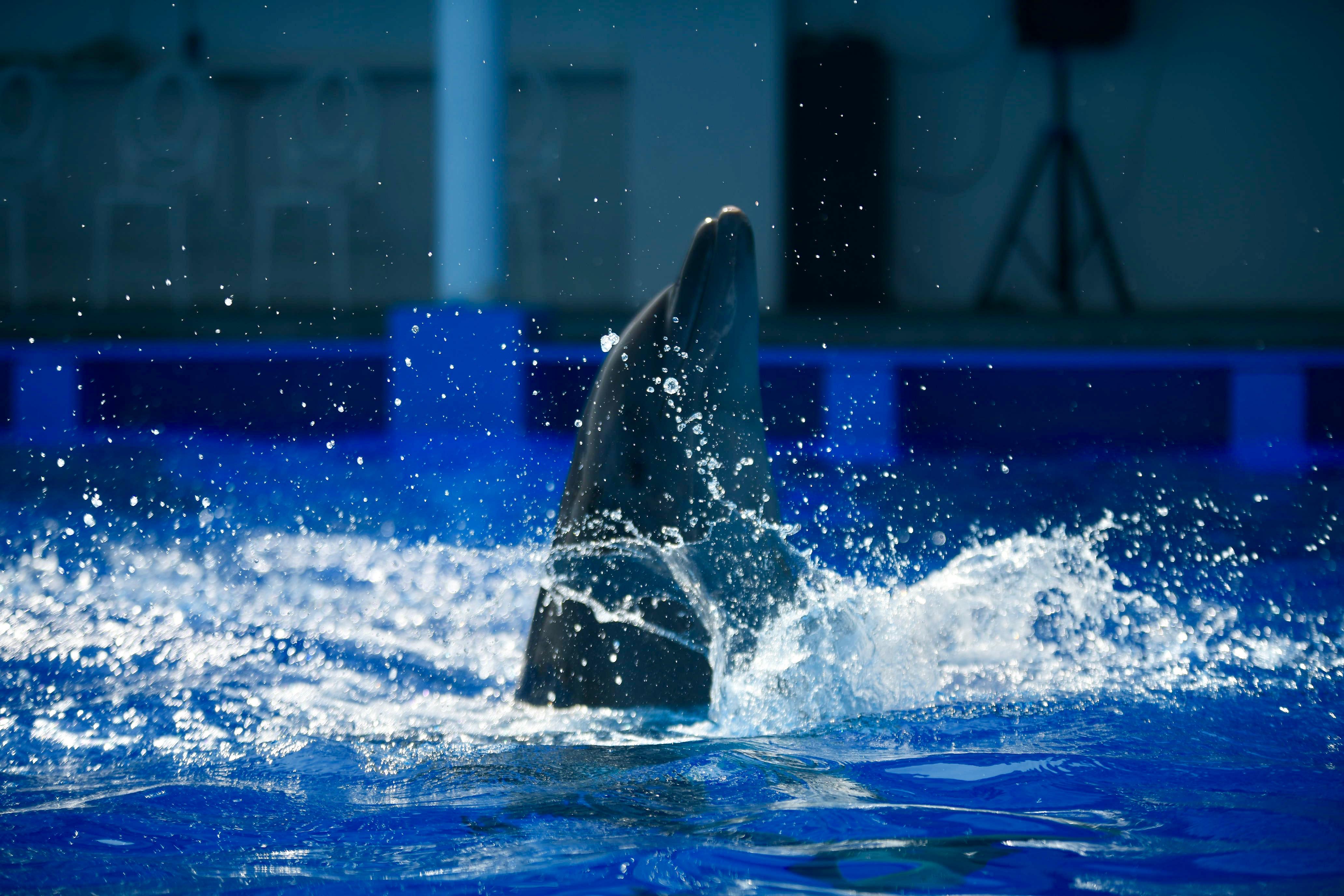 Inauguración del Acuario en Veracruz