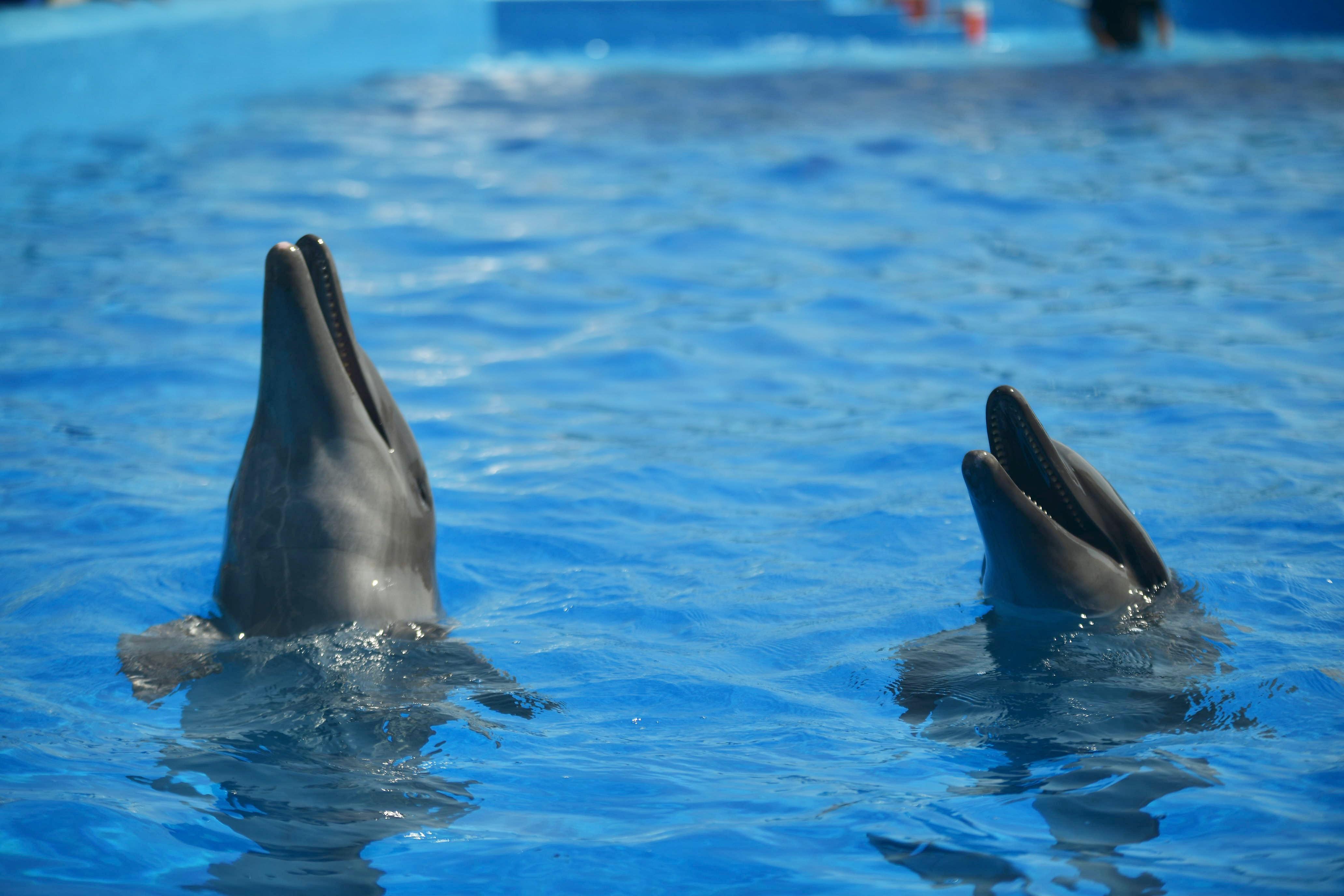 Inauguración del Acuario en Veracruz