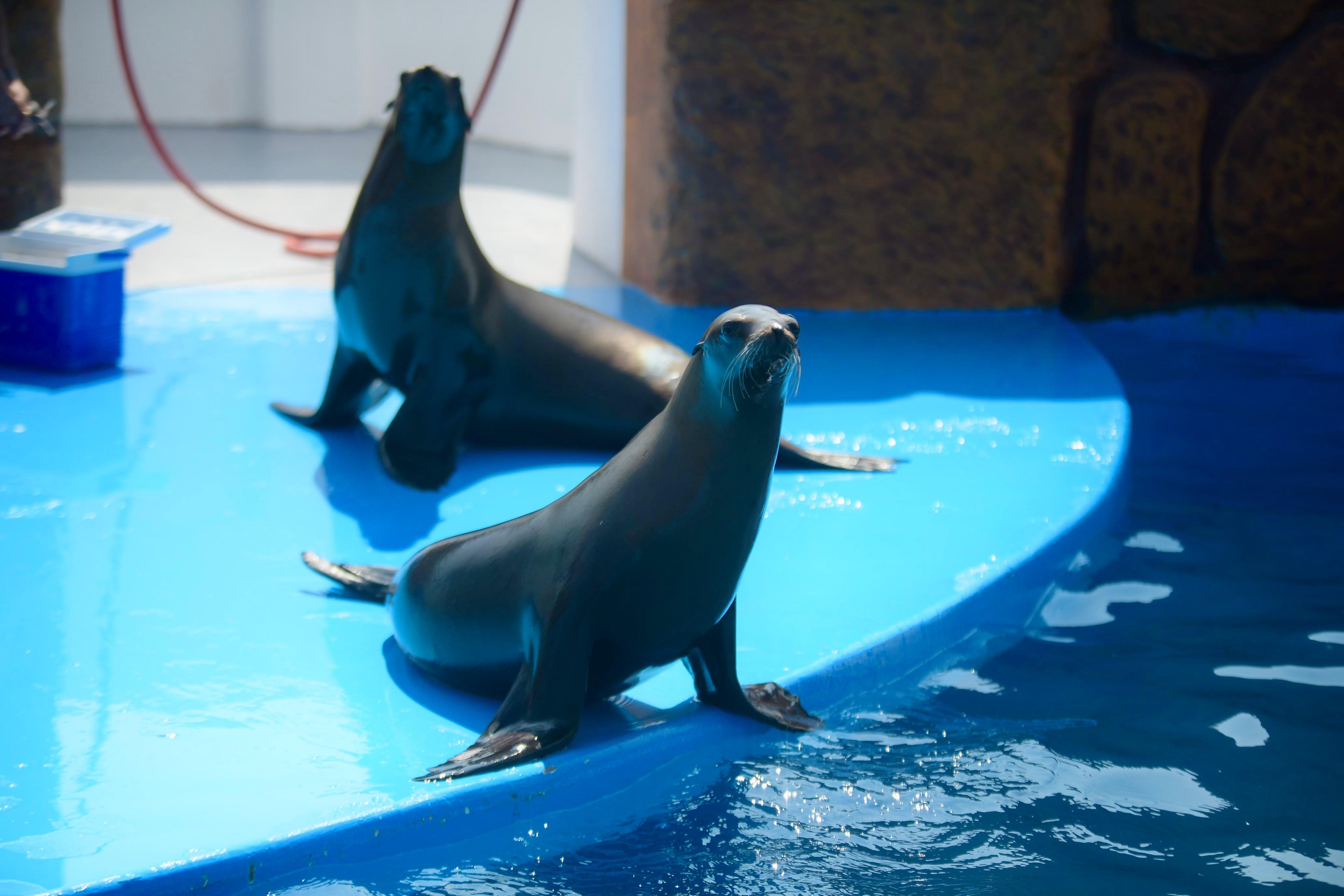 Inauguración del Acuario en Veracruz