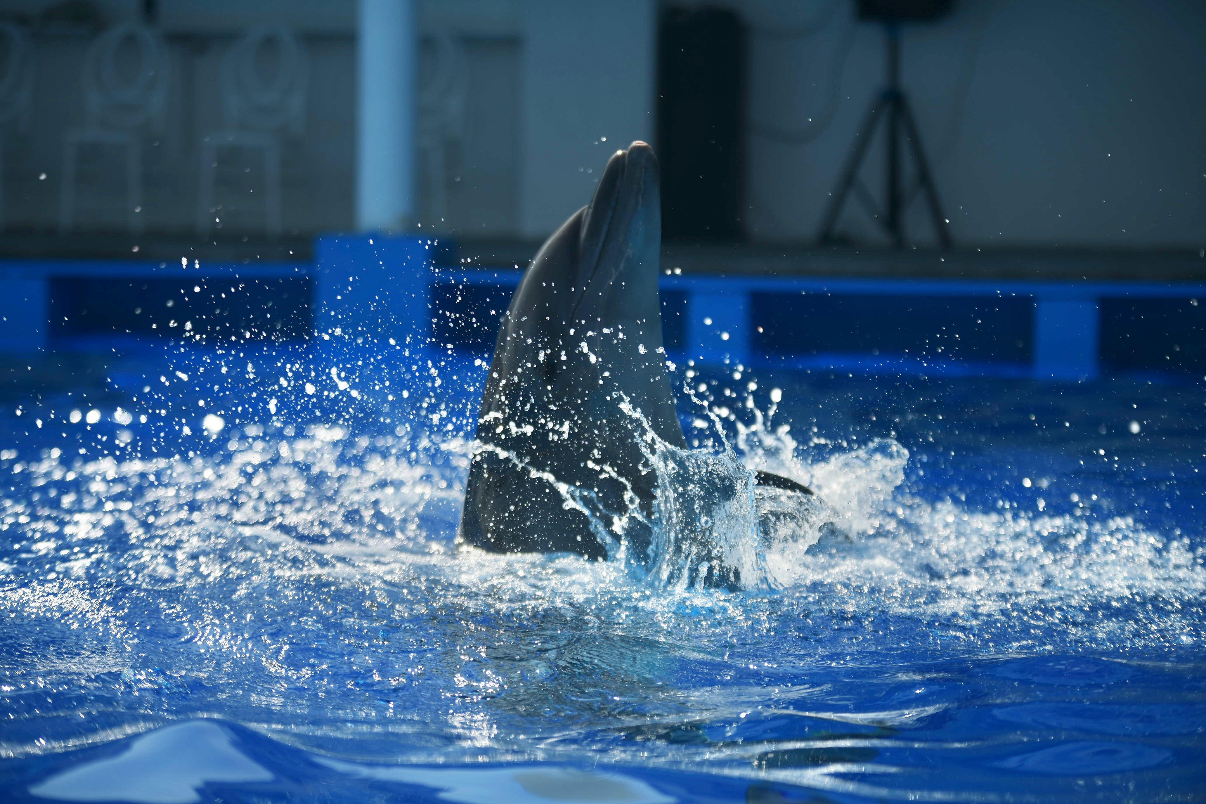 Inauguración del Acuario en Veracruz