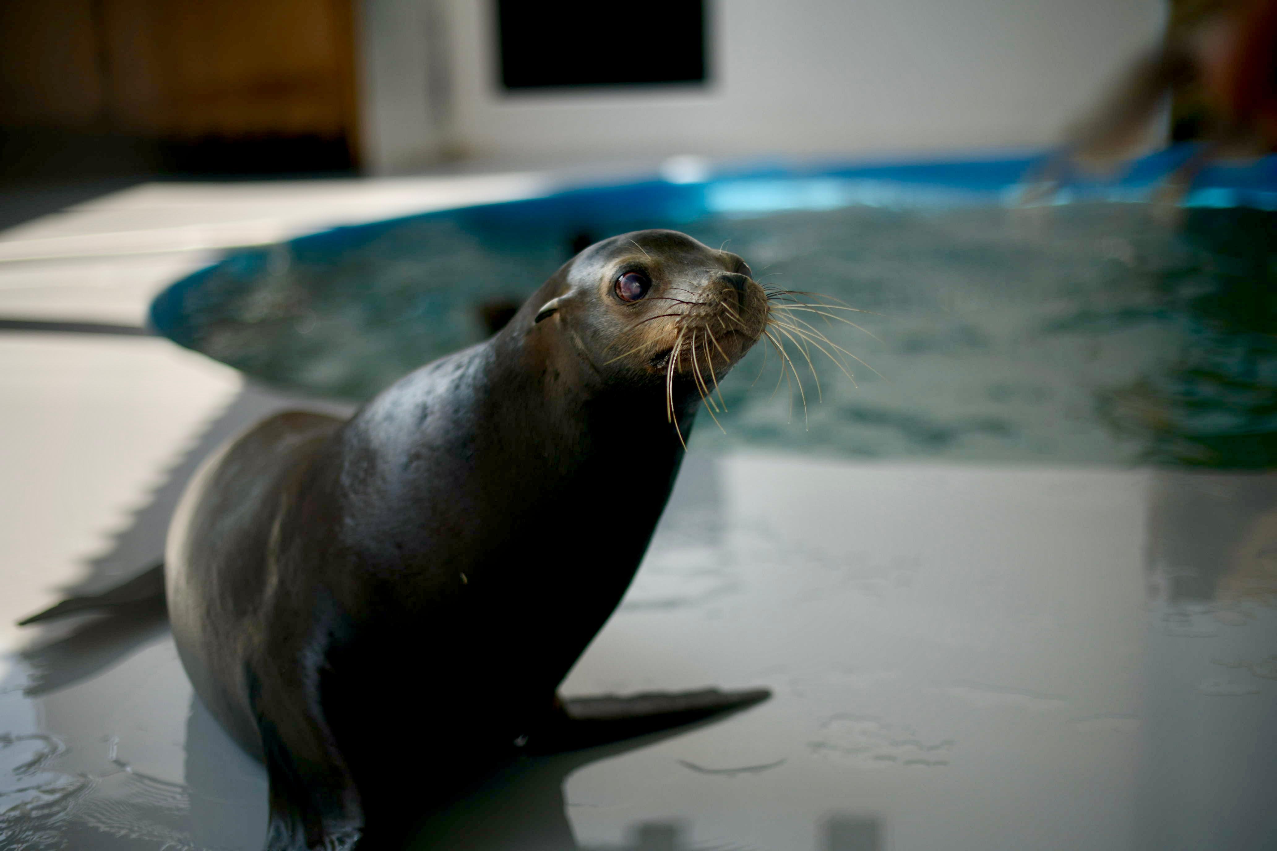 Inauguración del Acuario en Veracruz