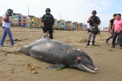 Delfin en playas de Coatzacoalcos