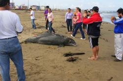 Delfin en playas de Coatzacoalcos