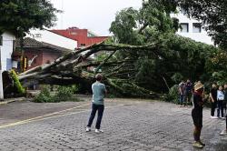 Cae enorme árbol en céntrica calle de Xalapa