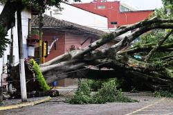 Cae enorme árbol en céntrica calle de Xalapa