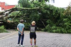 Cae enorme árbol en céntrica calle de Xalapa