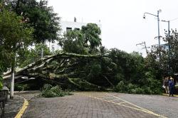 Cae enorme árbol en céntrica calle de Xalapa