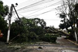 Cae enorme árbol en céntrica calle de Xalapa