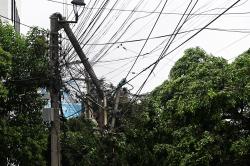 Cae enorme árbol en céntrica calle de Xalapa