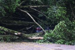 Cae enorme árbol en céntrica calle de Xalapa