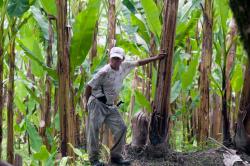 Campo Platanero en Veracruz al borde de la quiebra