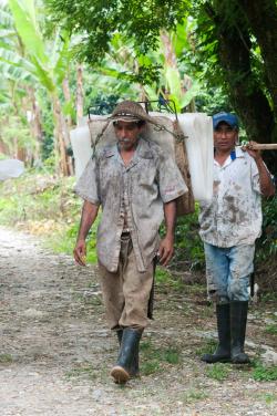 Campo Platanero en Veracruz al borde de la quiebra